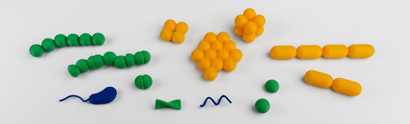 3D models of bacteria